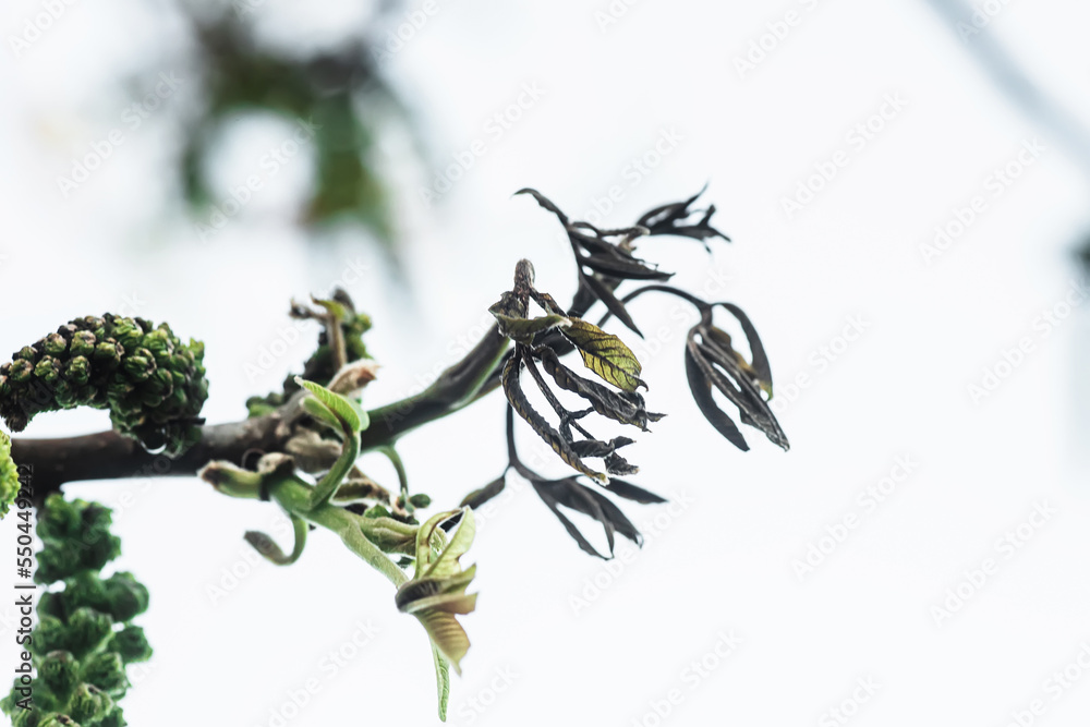 Walnut leaves after frosting. Dried frozen tree leaves in spring after cold nights. Loss of harvest due to cold weather. Walnut plant is damaged by frost in the spring. Walnut leaves after frosting. Dried frozen tree leaves in spring after cold nights. Loss of harvest due to cold weather. Walnut plant is damaged by frost in the spring.