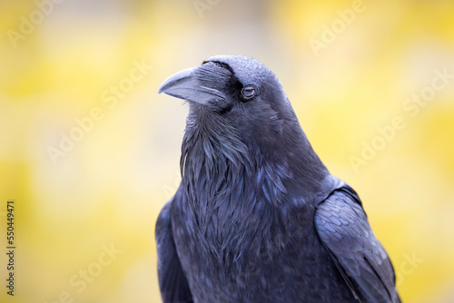 Raven Studying Surroundings photo