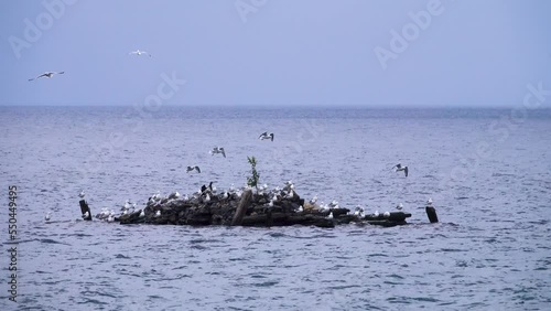Caspian Gulls of Mongolian subspecies (Larus cachinnans mongolicus Sushk., most in breeding plumage) on Baikal Lake, East Siberia. Accumulation of birds (club) near nesting colony photo