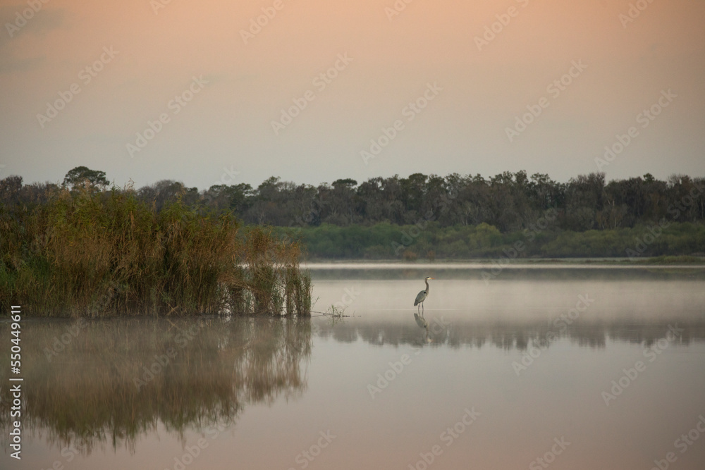 Great Blue Heron at sunrise on Myakka Lake. Great Blue Heron at sunrise on Myakka Lake.