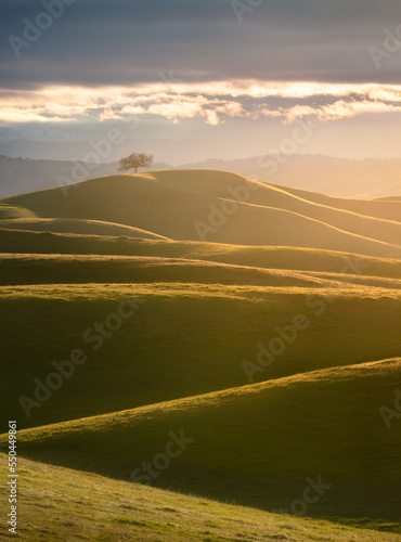 Tree with rolling hills, California.