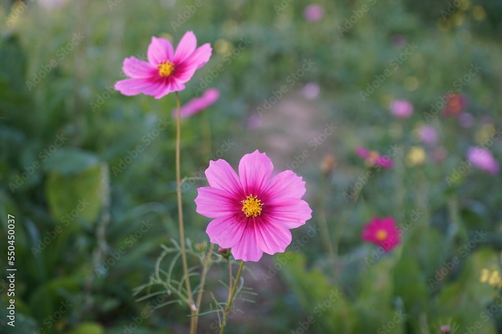 Fototapeta premium Badia a settimo FIRENZE
