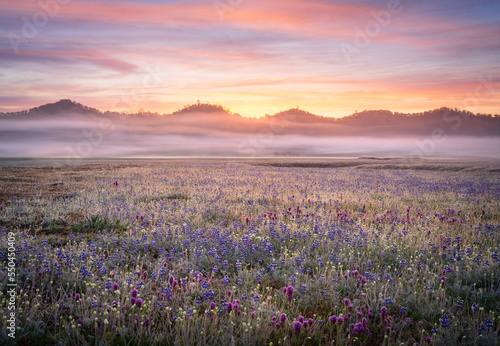 Wildflower bloom in the Central Valley of California. 