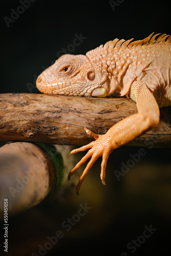 chameleon on a branch