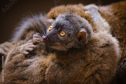 portrait of a lemur