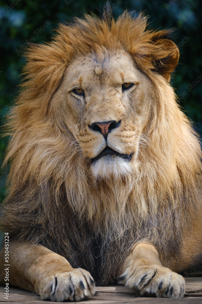 close up portrait of lion