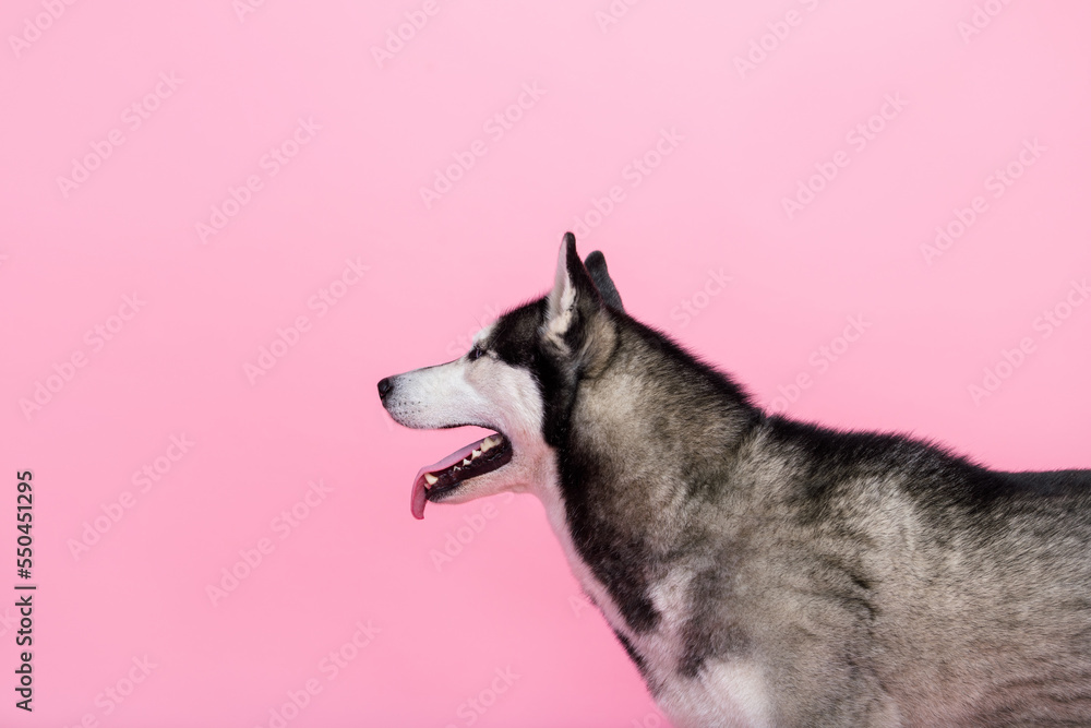 Naklejka premium Photo portrait of funny happy alaskan sled dog playing breathing tongue out looking empty space isolated pink color background