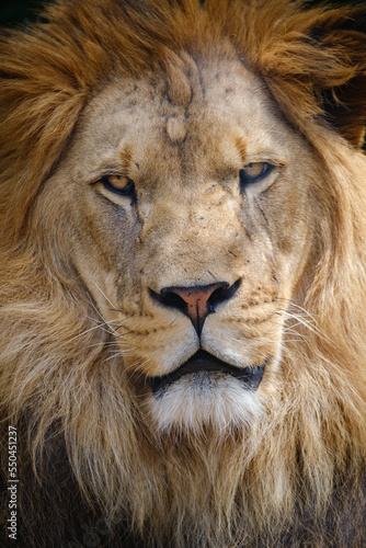 close up portrait of lion © Jim Barris