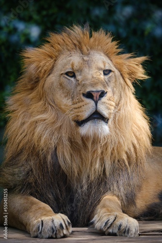 Fototapeta Naklejka Na Ścianę i Meble -  close up portrait of lion