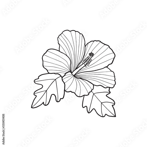 Hawaiian Hibiscus Fragrance Flower or Mallow Chenese Rose. Black and White Flora and Isolated Botany Plant with Petals. Tropical Karkade or Bissap Herbal Tea, Crimson Flora. Blossom and Nature Theme