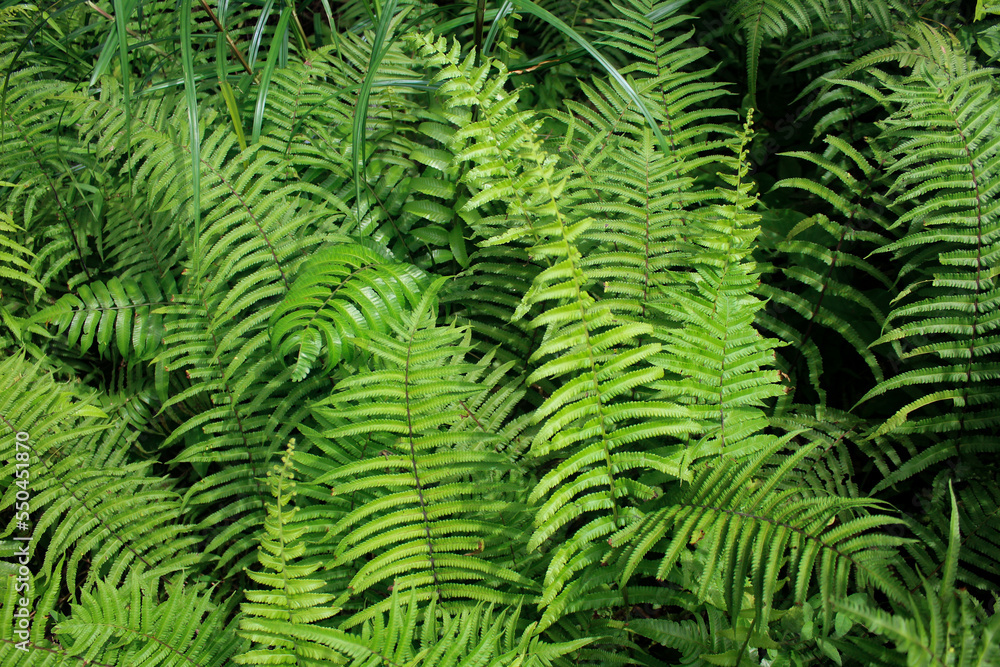 close up of green ferns in a botanical garden. fresh green background or wallpaper