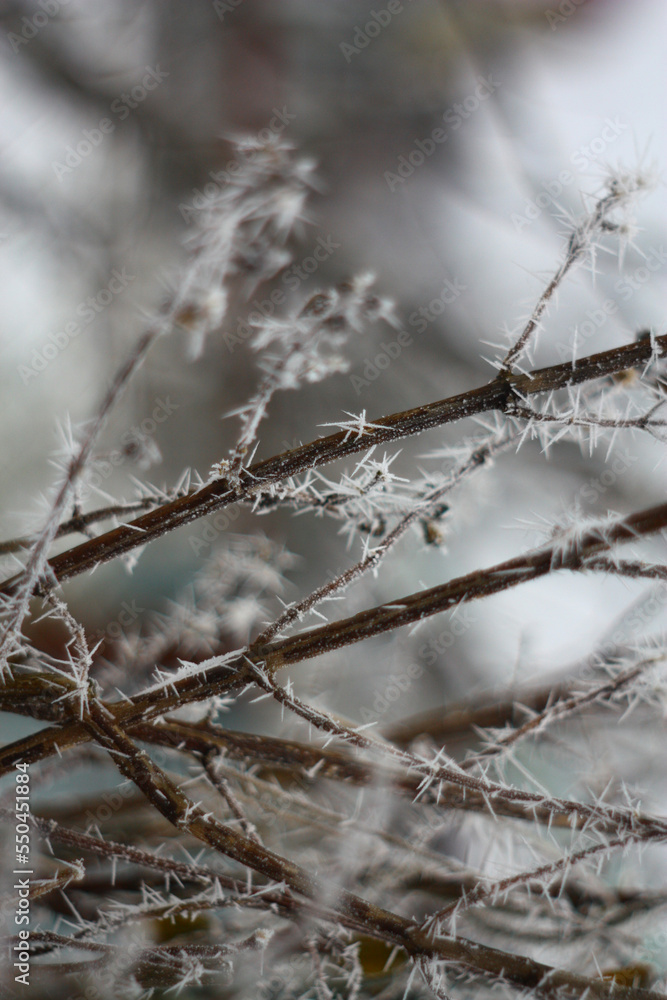 the branches of a Bush covered with frost the branches of a Bush covered with frost