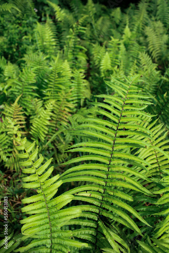 close up of green ferns in a botanical garden. fresh green background or wallpaper