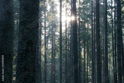 The forest  the sun shines between the trees