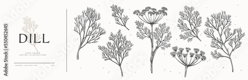 Large set of dill branches and its inflorescences. Spicy plant on a light background isolated. Can be used for your design. Vintage botanical illustration in engraving style.