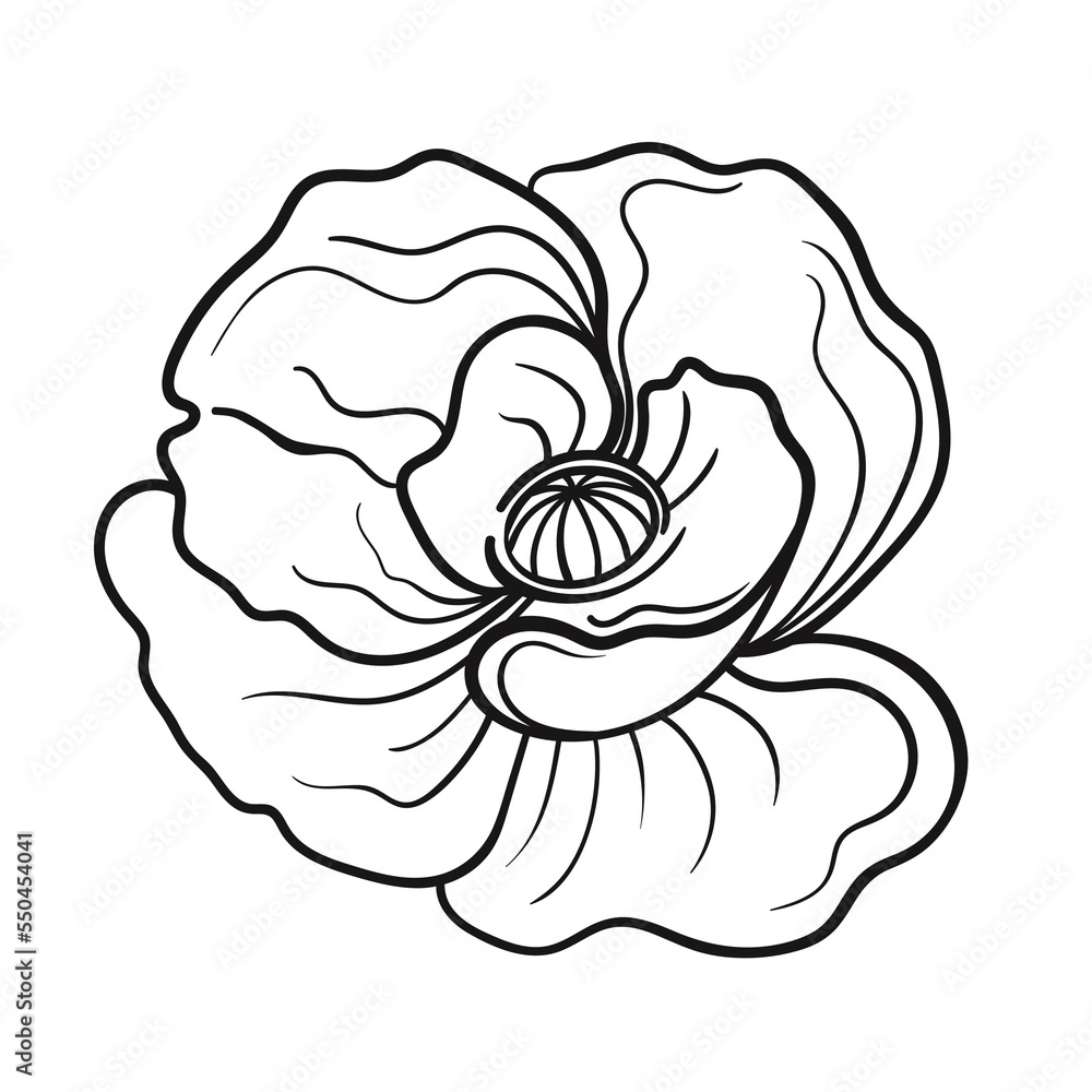 Vector one black line illustration graphics flower poppy