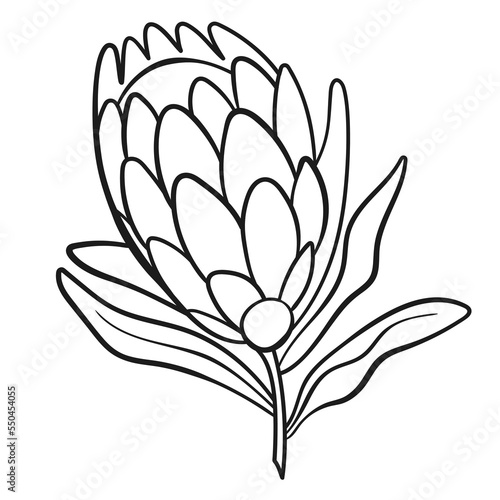 Vector line black illustration graphics flower protea. One black line.