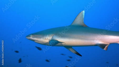 Wallpaper Mural A Grey Reef shark swims close towards camera Torontodigital.ca