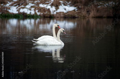 white swans group on the lake swim well under the bright sun © mikhailgrytsiv