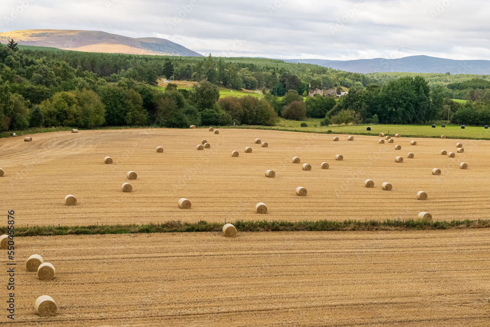 Rolled barley hay in the Scottish Highlands Rolled barley hay in the Scottish Highlands