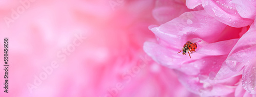 Delicate pink peonies flowers and ladybird in petals, selective focus close-up. Romantic banner with free copy space for text