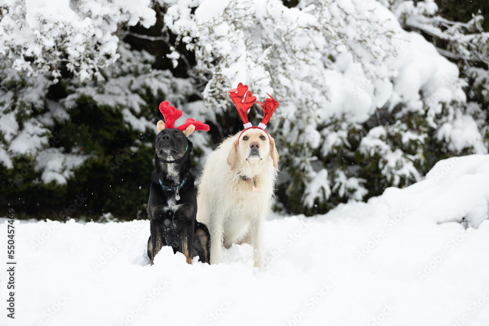 Two dogs in the snow wearing red reindeer antlers Two dogs in the snow wearing red reindeer antlers