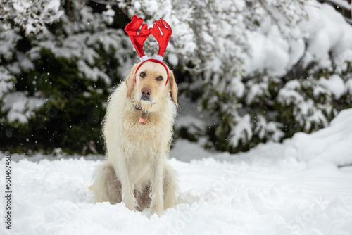 dog in the snow wearing red reindeer antlers and not enjoying it