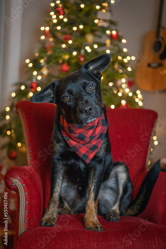 Black dog sitting in chair in front of Christmas tree © Sharon