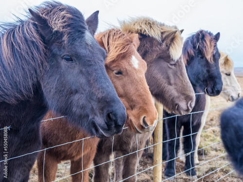 Icelandic horses at late winter morning © oldmn