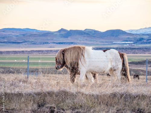 Icelandic horses at late winter morning