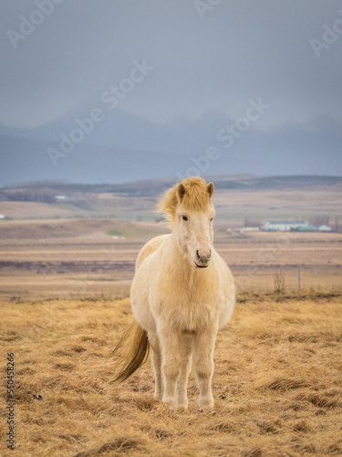 Icelandic horses at late winter morning
