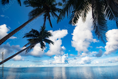 Silhouette of Coconut trees and calm ocean, Melekeok state, Palau, Pacific photo