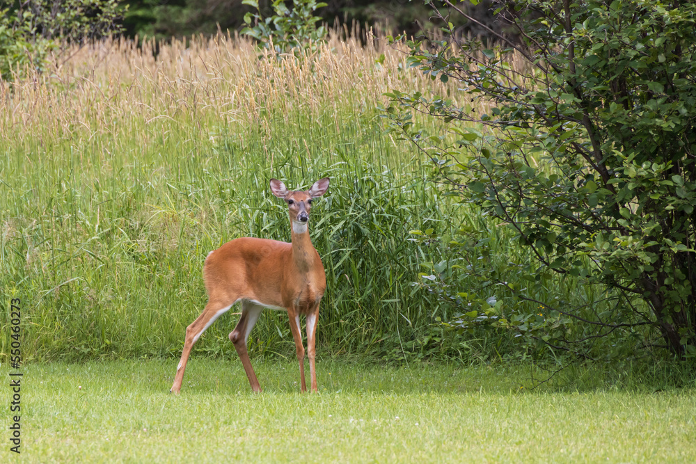 White-tailed deer standing in a meadow White-tailed deer standing in a meadow
