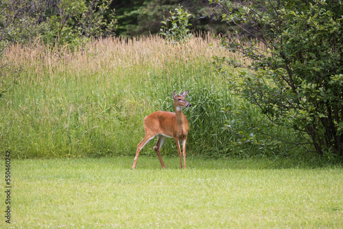 Fototapeta Naklejka Na Ścianę i Meble -  White-tailed deer standing in a meadow