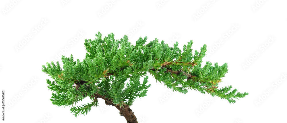 Fototapeta premium Small Bonsai tree on a white background