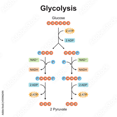 Scientific Designing of Glycolysis Steps. Converting Glucose into Pyruvate. Colorful Symbols. Vector Illustration.