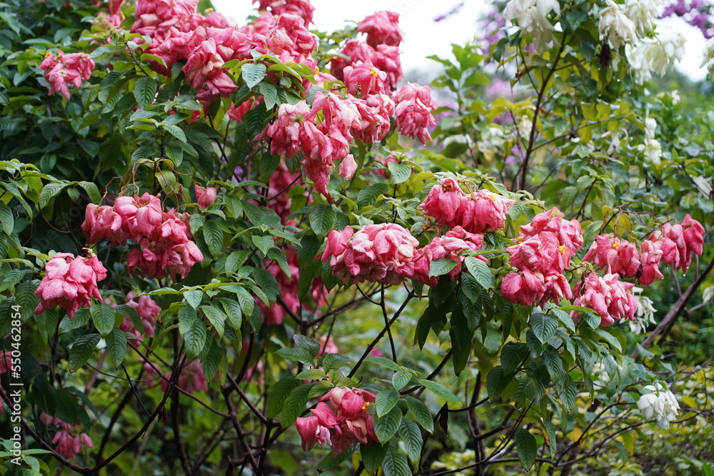 pink Mussaenda Philippica|菲律賓玉葉金花|白紙扇