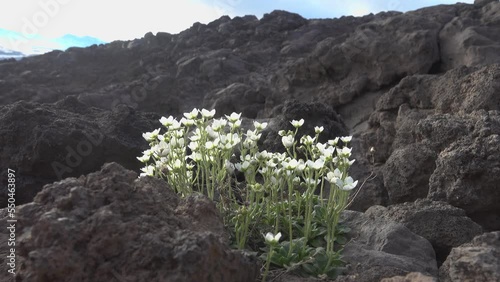 Kamchatka rock sandwort (Minuartia arctica) - blooming plant on the slope of a volcano. Malpais of Gorely lava caldera. Pioneering species. Kamchatka region photo