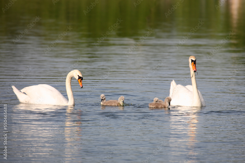 Fototapeta premium Höckerschwan / Mute swan / Cygnus olor.