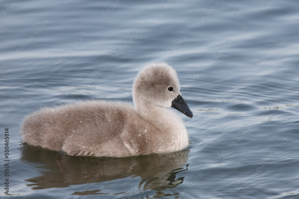 Höckerschwan / Mute swan / Cygnus olor. Höckerschwan / Mute swan / Cygnus olor.