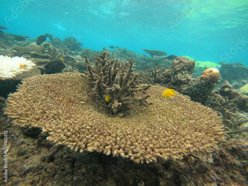 環境問題、水温上昇に伴うサンゴの白化