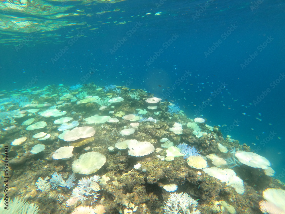 生物多様性、サンゴの白化