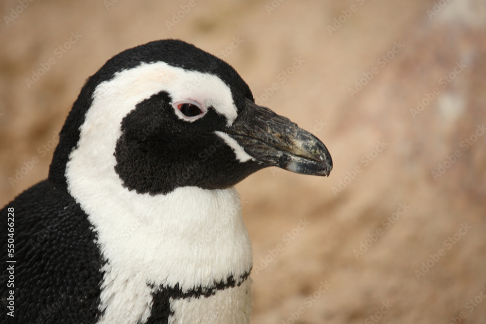 Obraz premium Brillenpinguin / African penguin or Black-footed penguin / Spheniscus demersus