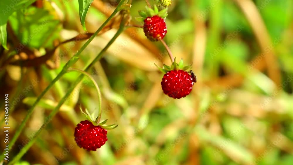 Wild strawberries in the forest. Strawberries hang on the branches Wild strawberries in the forest. Strawberries hang on the branches