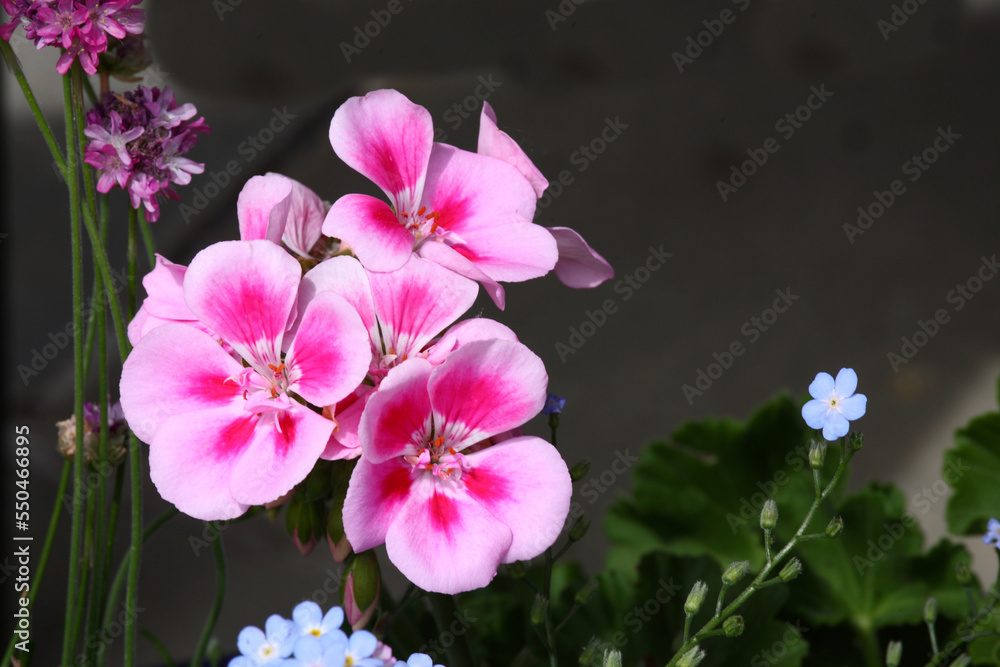 Fototapeta premium Blume / Flower / Flos