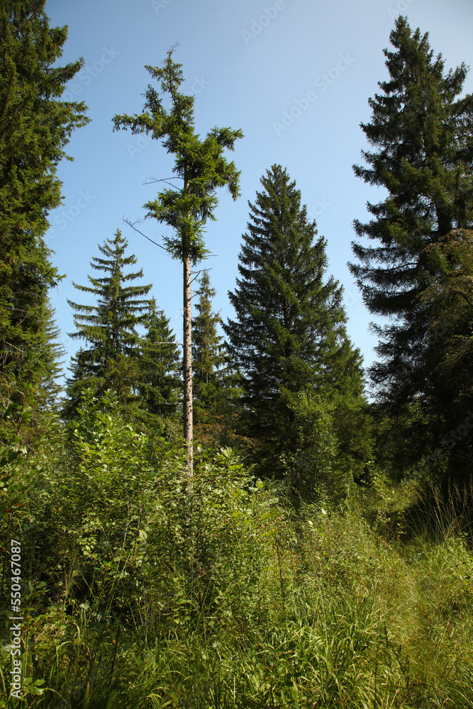 Landschaft Bayern / Landscape Bavaria / Landschaft Bayern / Landscape Bavaria /