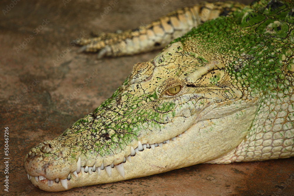 Fototapeta premium Weißes Leistenkrokodil / White saltwater crocodile / Crocodylus porosus