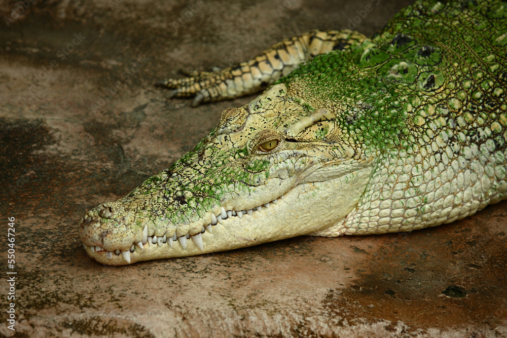 Naklejka premium Weißes Leistenkrokodil / White saltwater crocodile / Crocodylus porosus