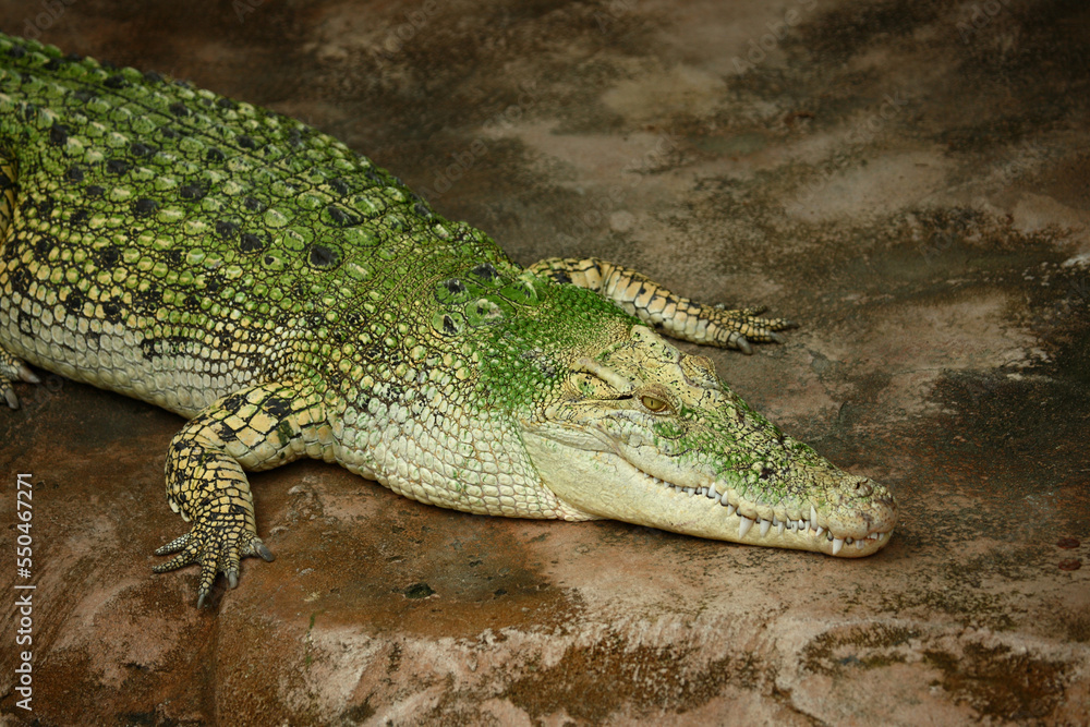 Fototapeta premium Weißes Leistenkrokodil / White saltwater crocodile / Crocodylus porosus