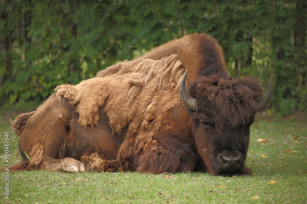 Amerikanischer Bison / American bison / Bison bison - Bos bison Amerikanischer Bison / American bison / Bison bison - Bos bison